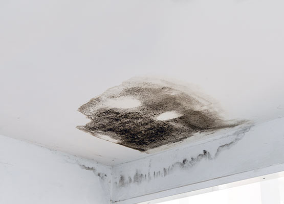 Mold on the water damaged roof