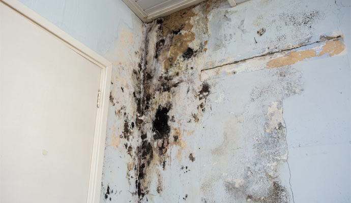 Mold Remediation & Removal | Baton Rouge & Gulf Coast | Frontier